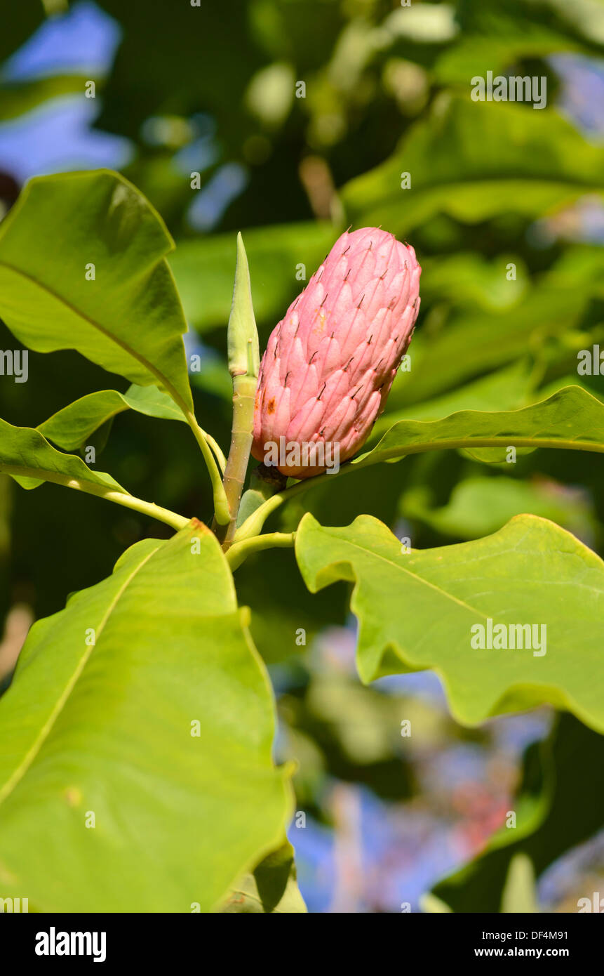 Umbrella magnolia (Magnolia tripetala Stock Photo Alamy