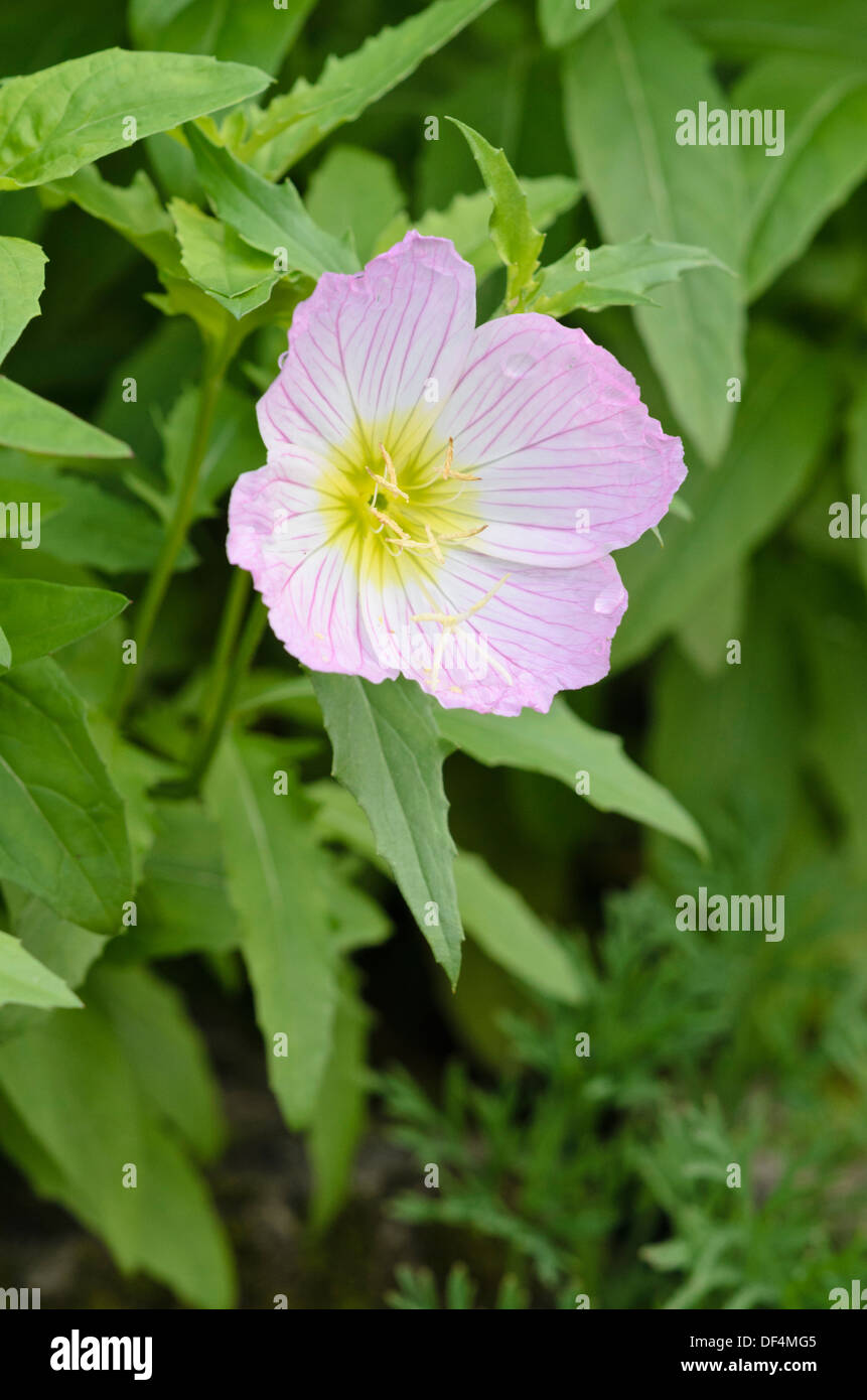 Pink evening primrose (Oenothera speciosa Stock Photo Alamy