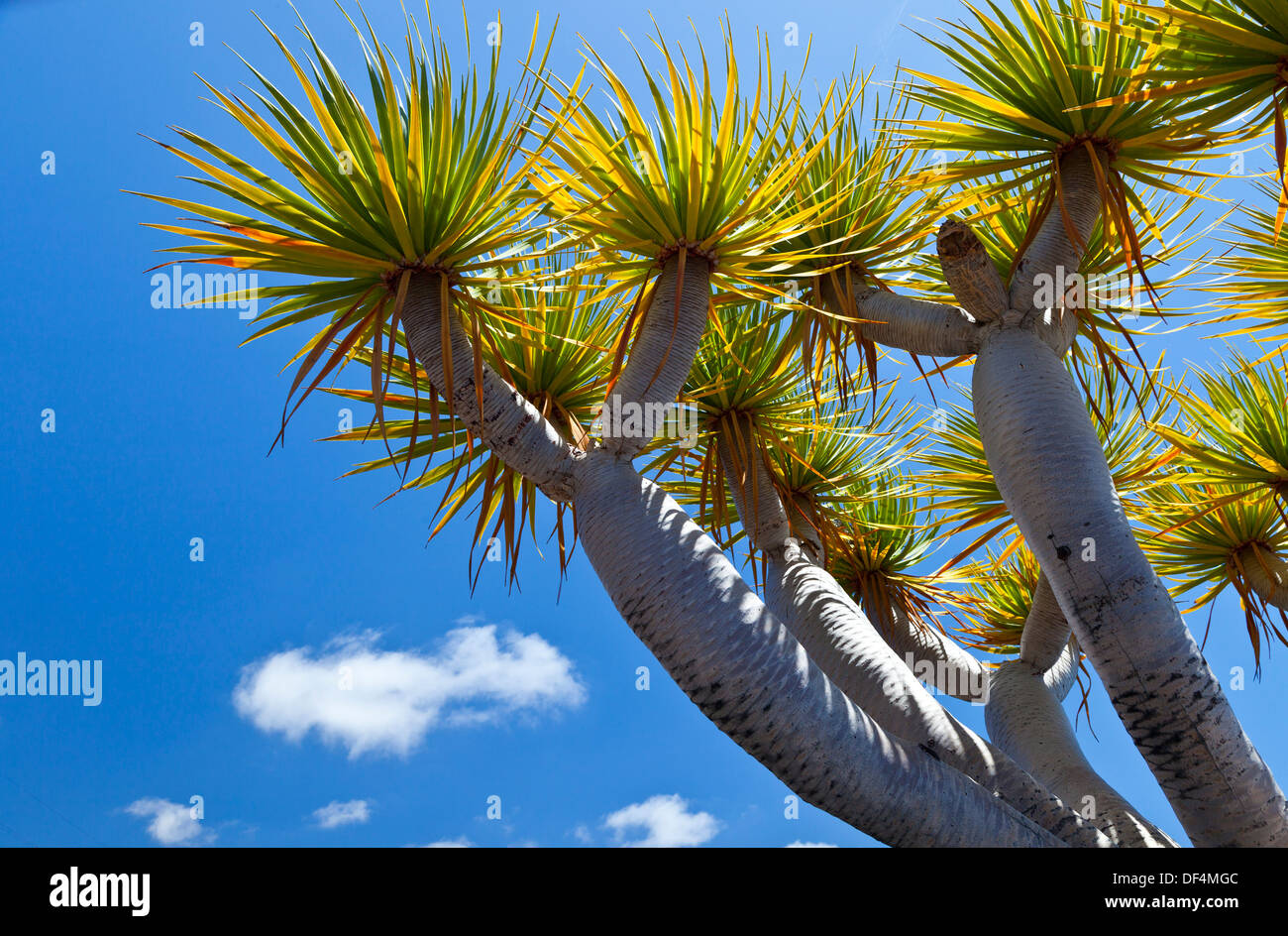 Foto de El Drago de Pulido. en Frontera, Santa Cruz de Tenerife