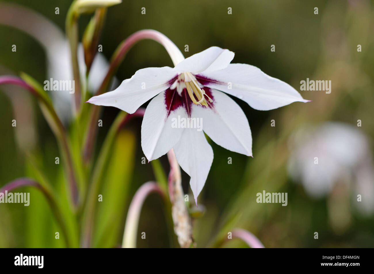 Gladiolus (Gladiolus callianthus var. murielae) Stock Photo