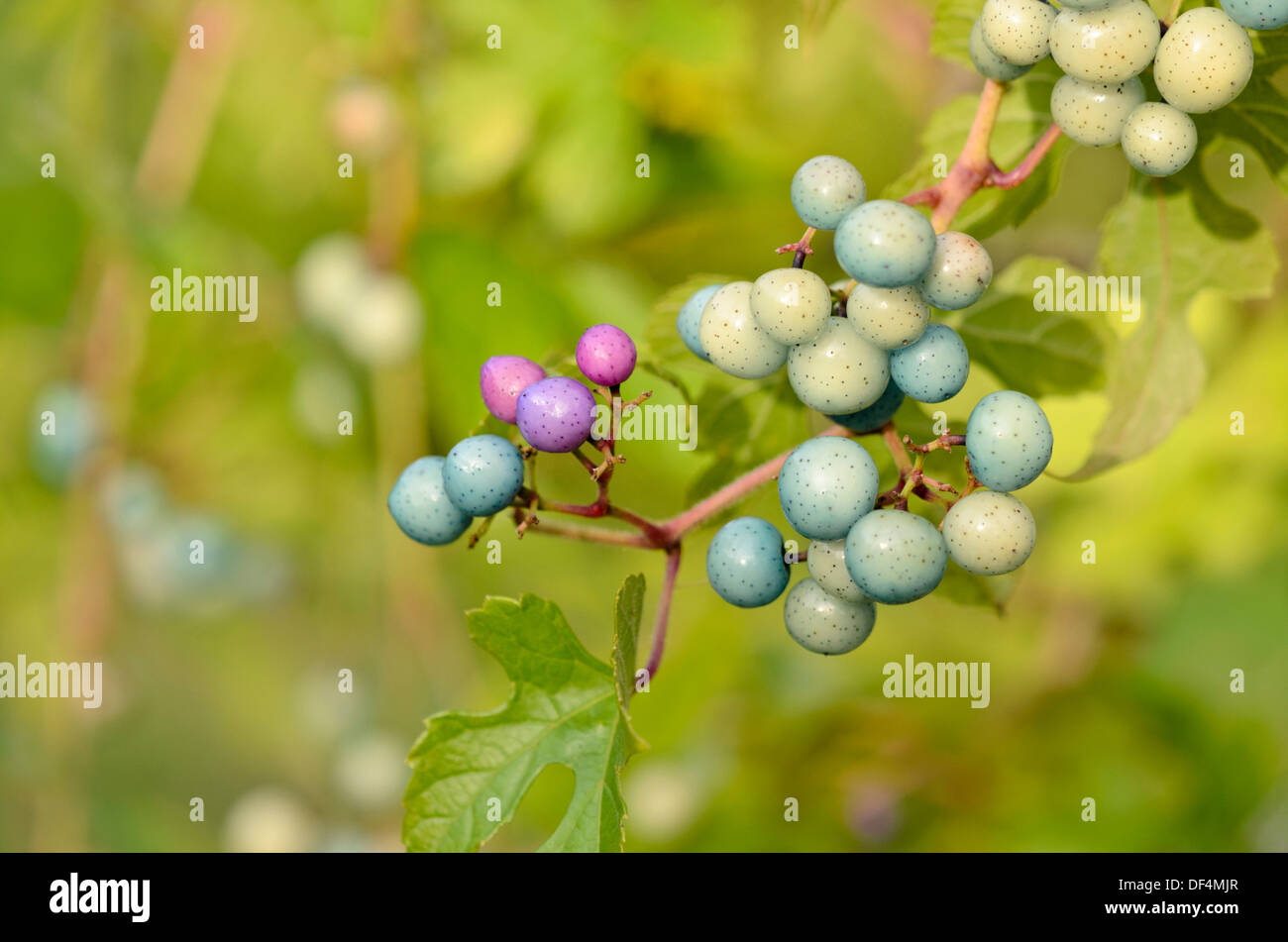 Blueberry climber (Ampelopsis glandulosa var. heterophylla) Stock Photo