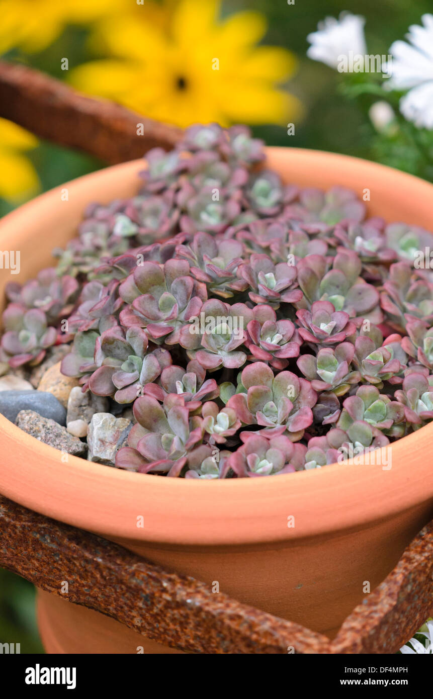 Stonecrop (Sedum) in a flower pot Stock Photo