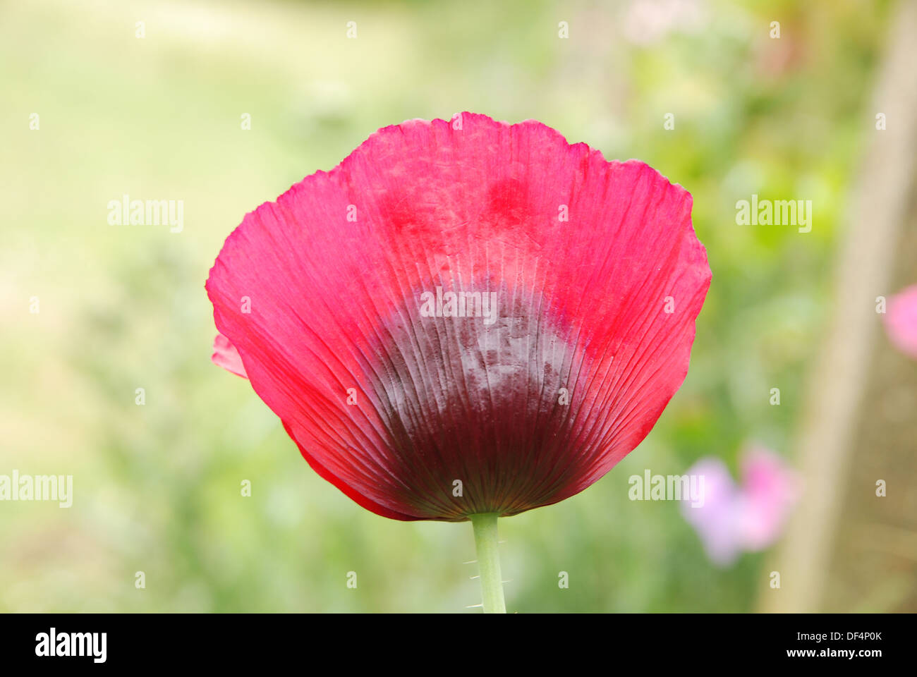 close up off a scarlet red poppy Stock Photo