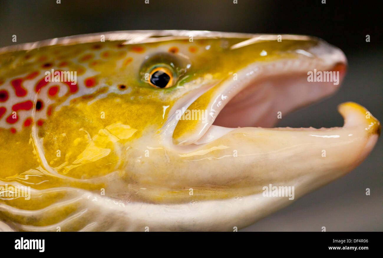 Atlantic Salmon (Salmo salar) Stock Photo