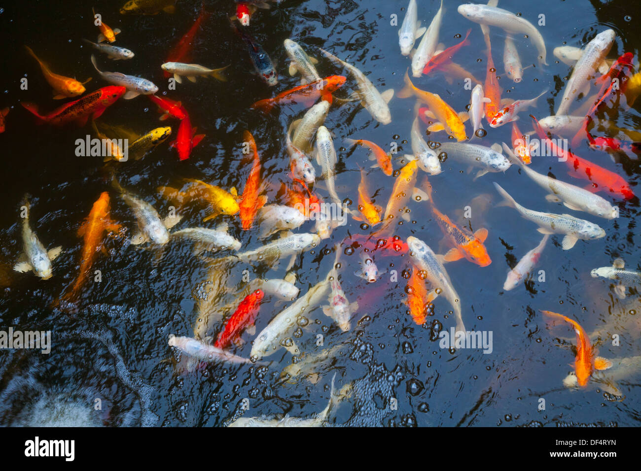 Koi fish, Japan Stock Photo Alamy