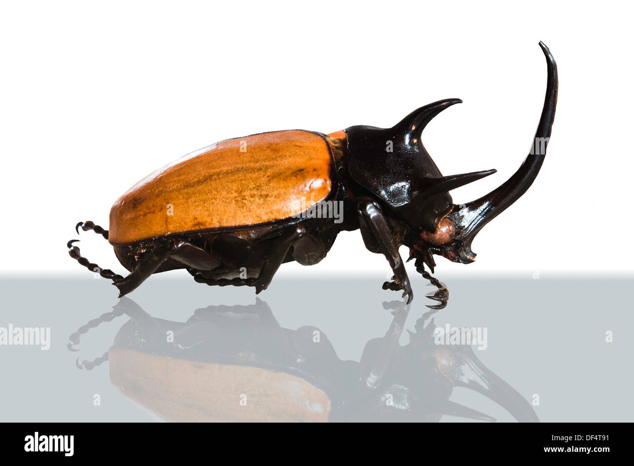 animal, antenna, backgrounds, beauty, beetle, big, bite, black, brown, bug, case, claw, close, closeup, clotures, color, danger Stock Photo