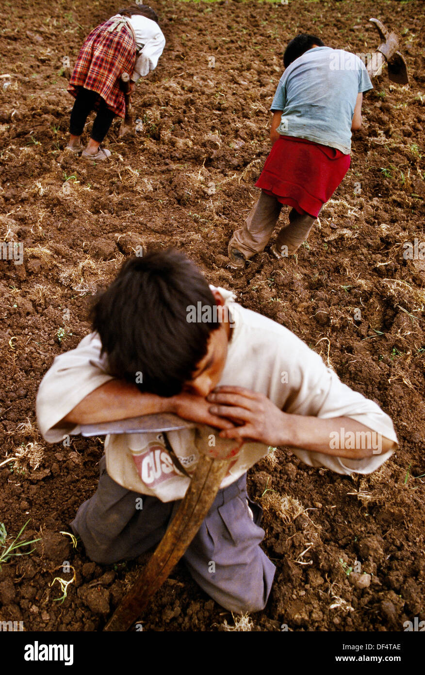 Children breaking the soil to plant potatoes. Abancay. Peru Stock Photo