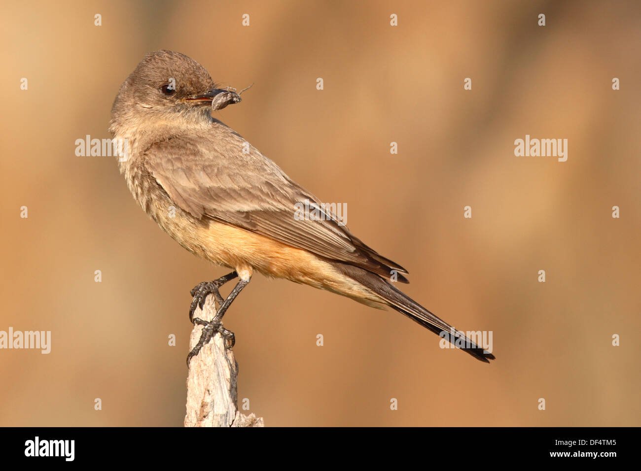 A Say's Phoebe looking back with a Pillbug grasped in its beak. Stock Photo