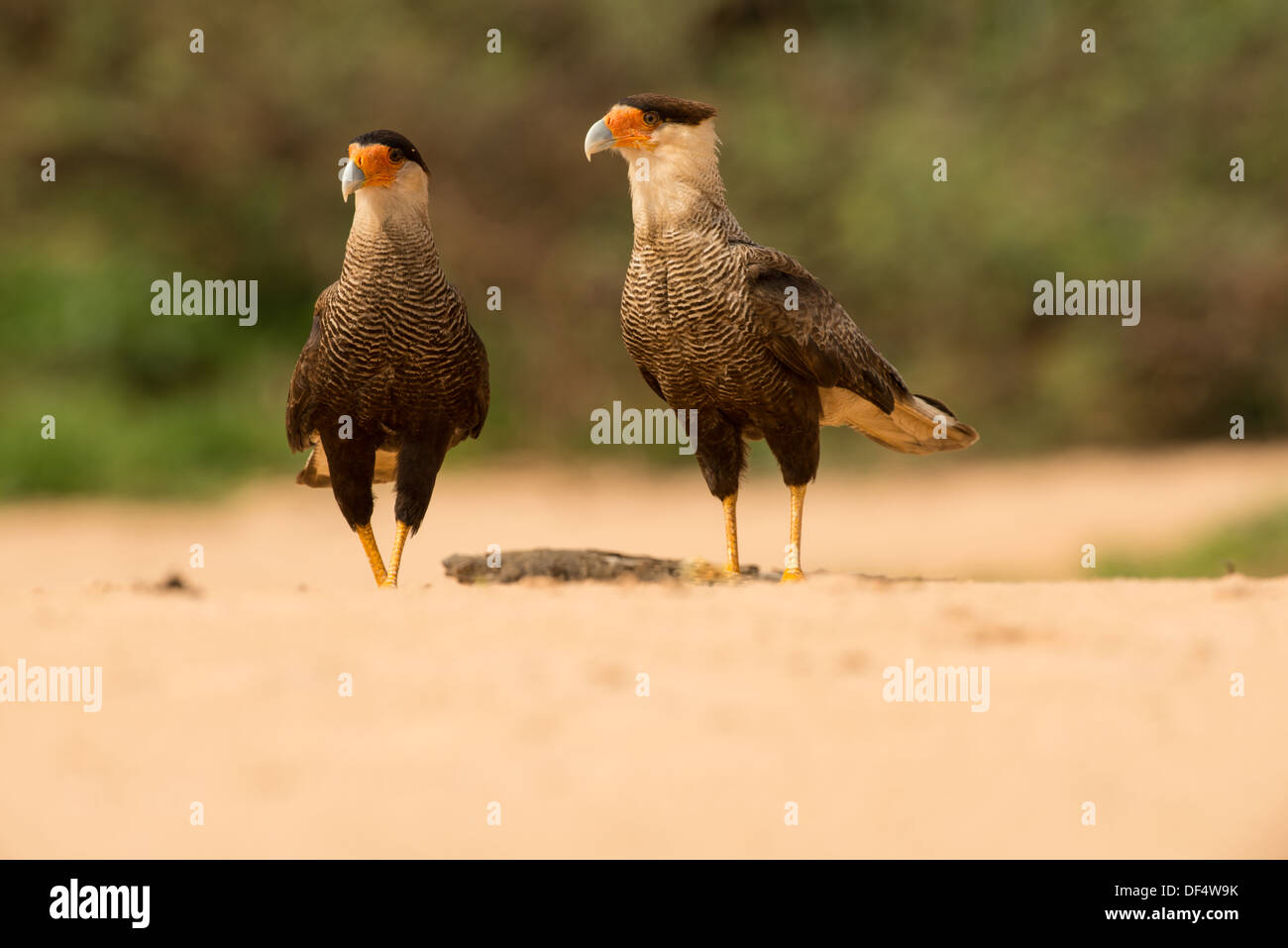 Stock photo of two crested caracara on a beach, Pantanal, Brazil. Stock Photo