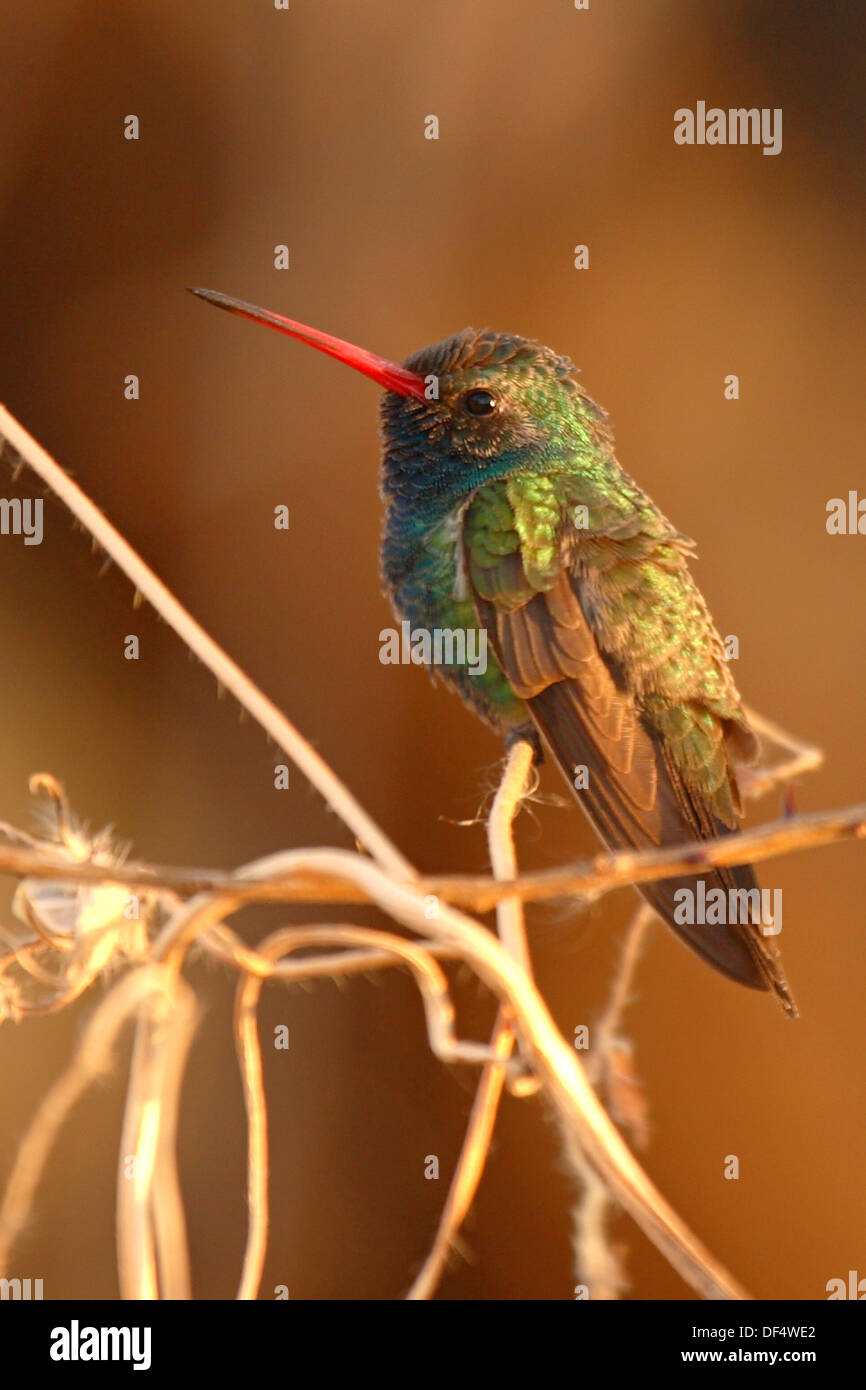 A Broad-billed Hummingbird resting on plant stalks. Stock Photo