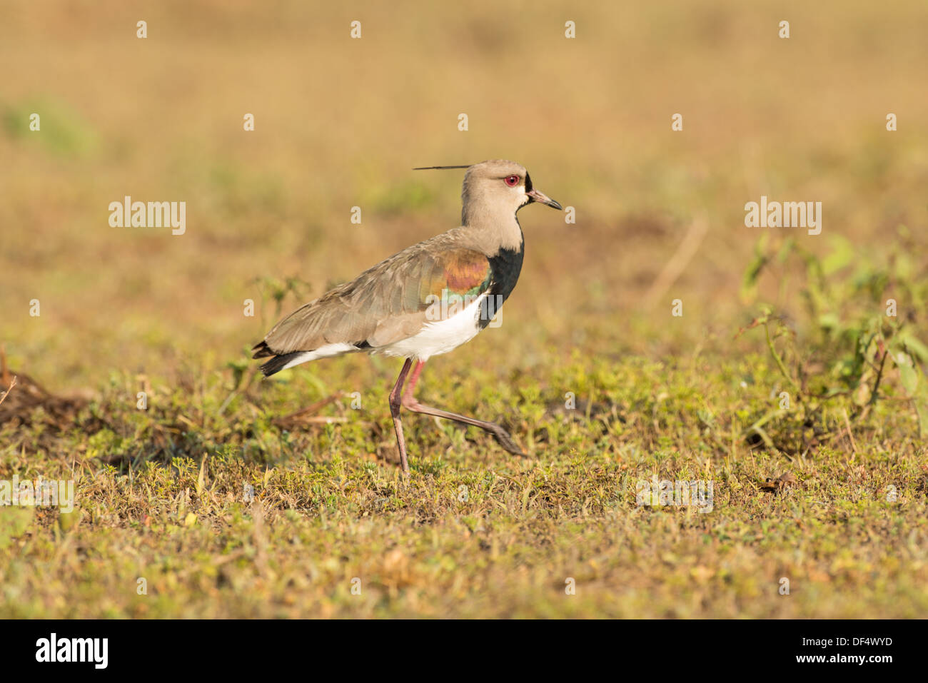 Stock photo of a southern lapwing in the Pantanal. Stock Photo