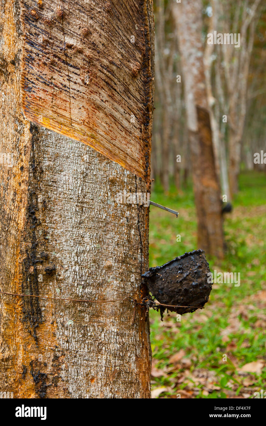 Rubber Tree plantation, Krabi province, Andaman Sea, Thailand, Asia