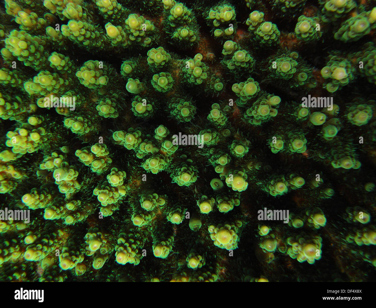 Detail of healthy green Acropora coral colony, Great Barrier Reef Marine Park, Queensland, Australia Stock Photo