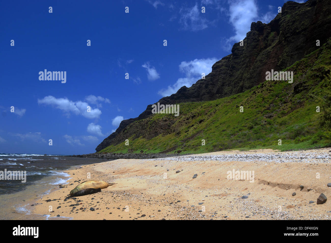 Critically endangered Hawaiian monk seal mother and pup (Monachus schauinslandi) on remote Milolii Beach, Na Pali, Kauai, Hawaii Stock Photo