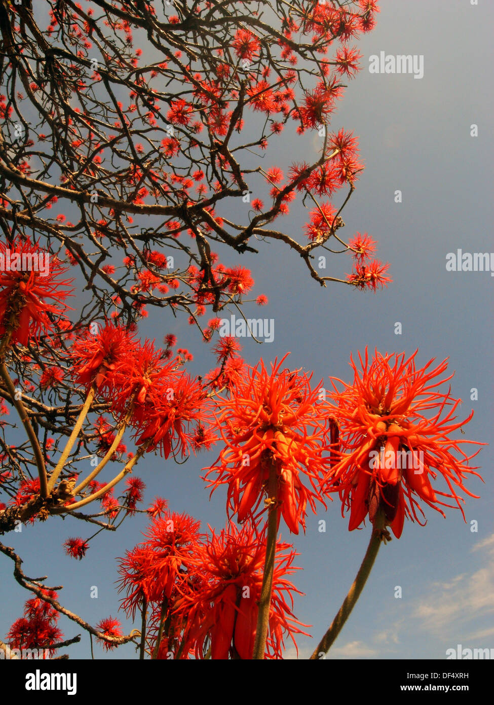flowering Red Hot Poker Tree (Erythrina abyssinica), the bark of which is used in traditional medicines in eastern Africa Stock Photo