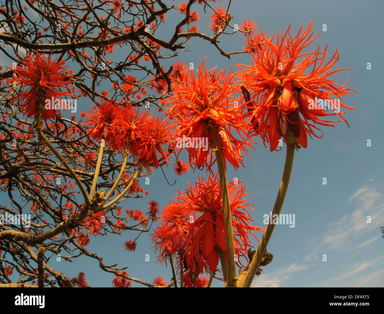 flowering Red Hot Poker Tree (Erythrina abyssinica), the bark of which is used in traditional medicines in eastern Africa Stock Photo