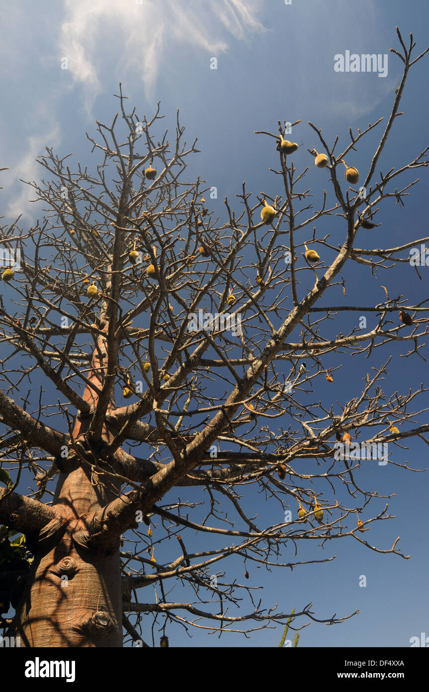 Fruiting Australian boab tree, Adansonia gregorii. Nuts are traditionally used as art objects by Indigenous Australians Stock Photo