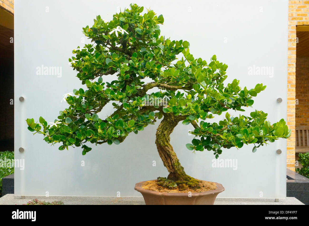 Bonsai exhibit at the Chicago Botanic Garden in Glencoe, Illinois Stock  Photo - Alamy