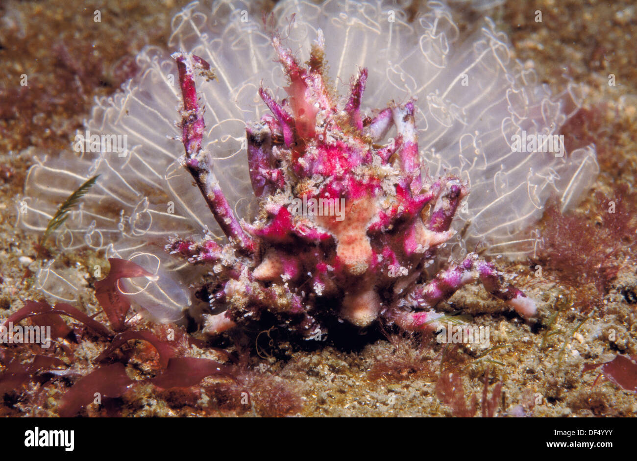 Crab (Pisa tetraodon). Galicia, Spain Stock Photo