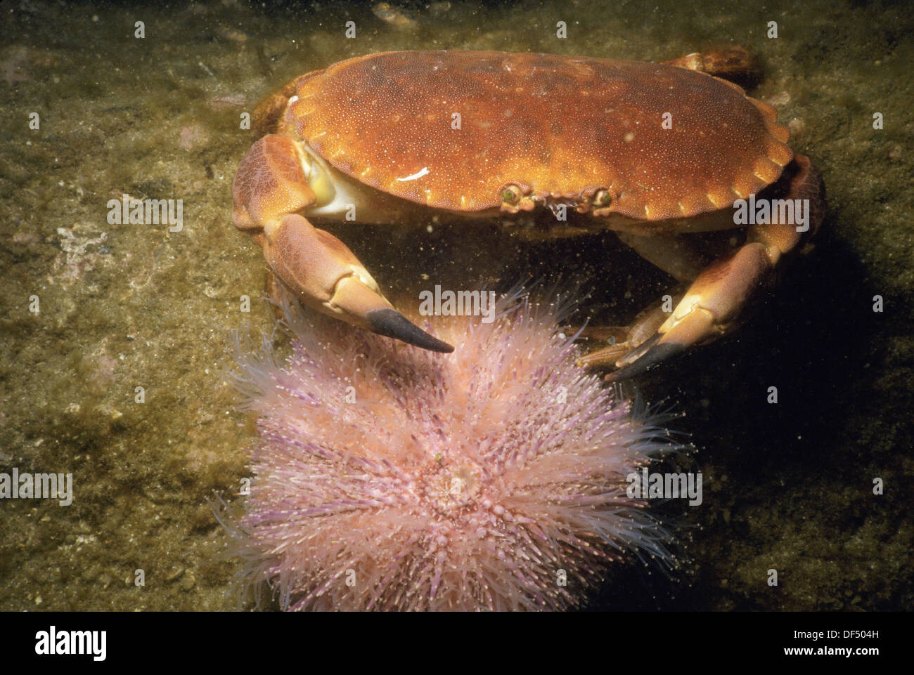 Edible Crab (Cancer pagurus) eating Sea Urchin (Echinus esculentus