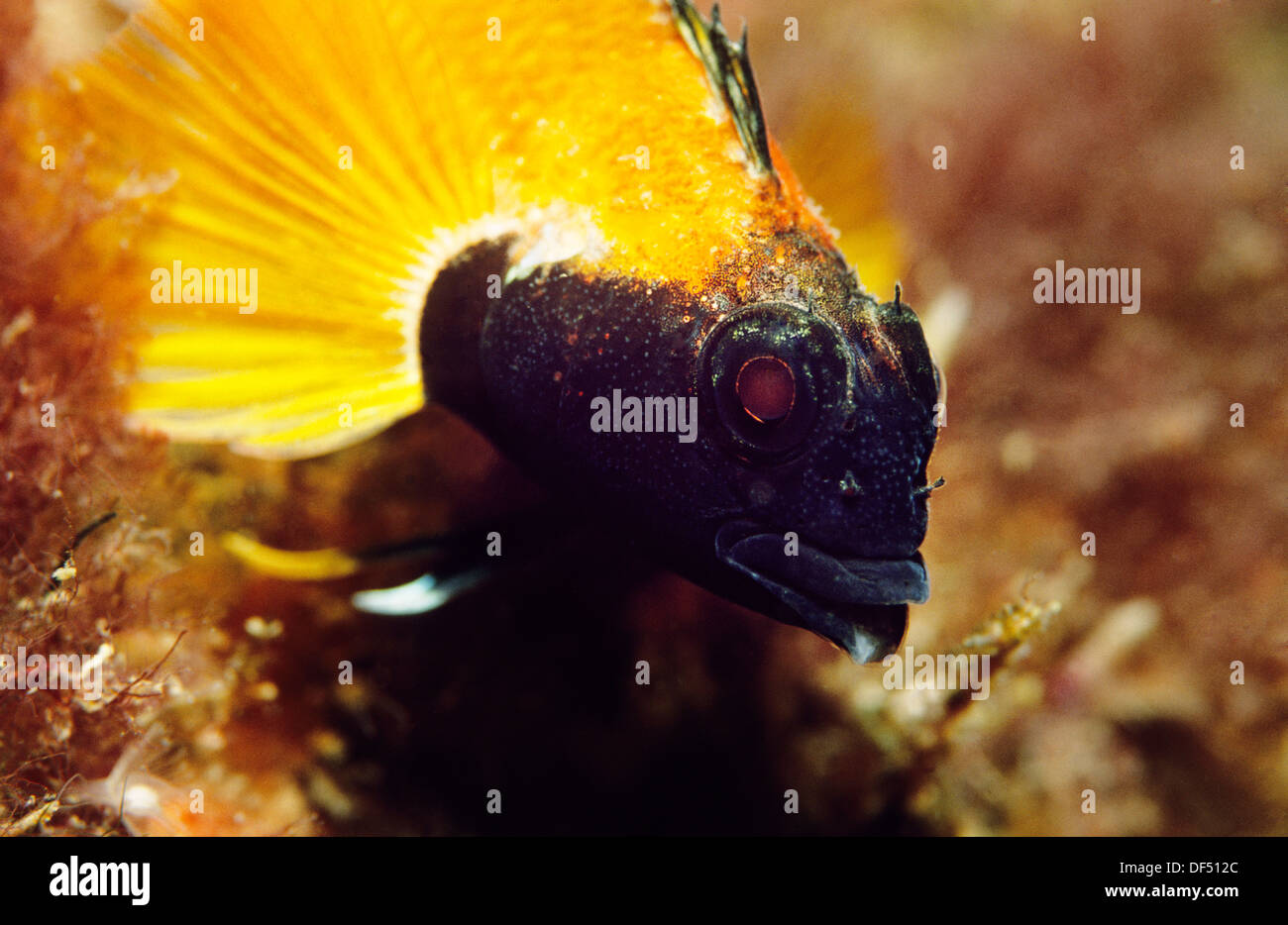 Yellow blenny hires stock photography and images Alamy