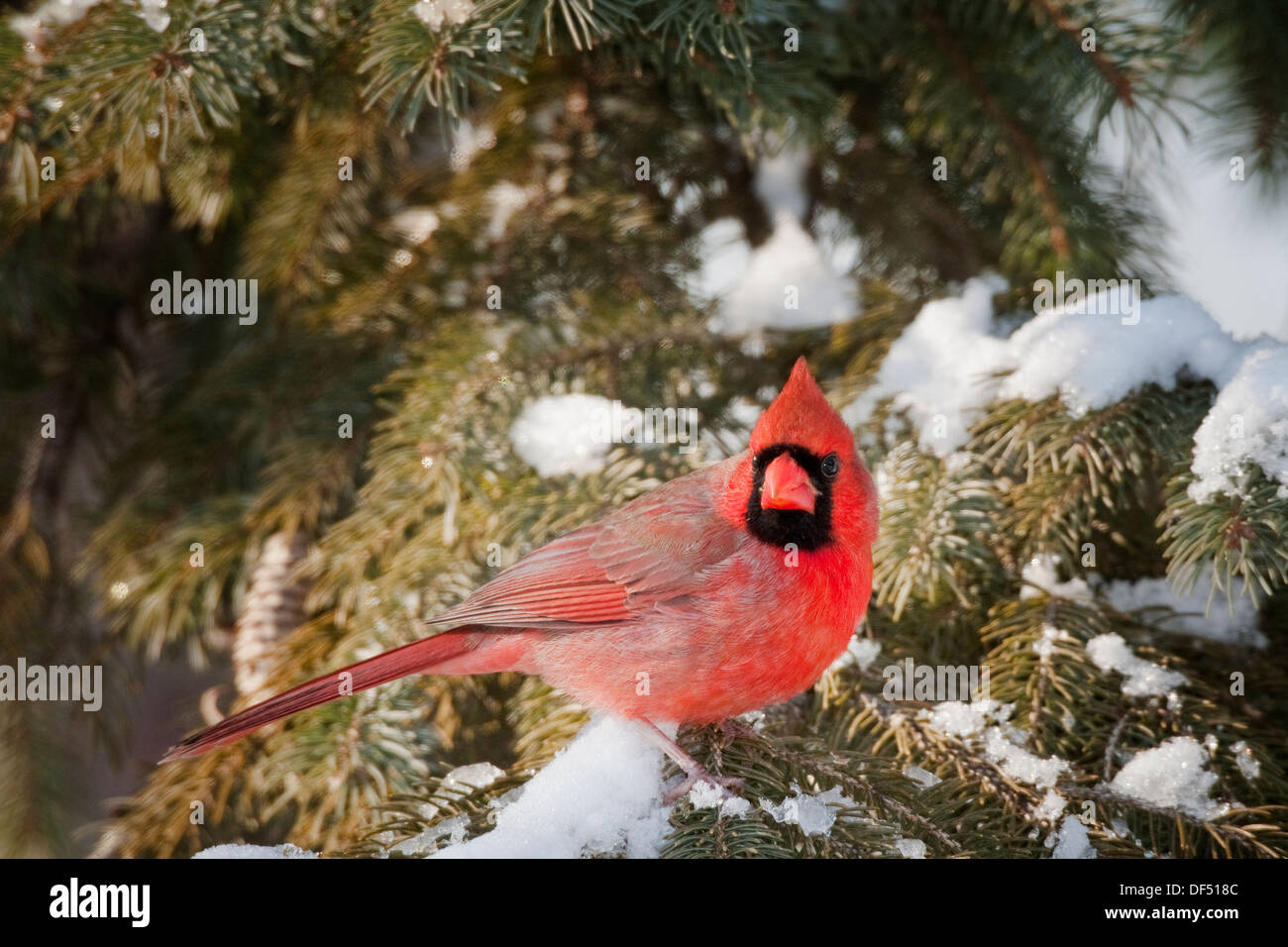 Male Northern Cardinal in pine trees with snow on branches Stock Photo