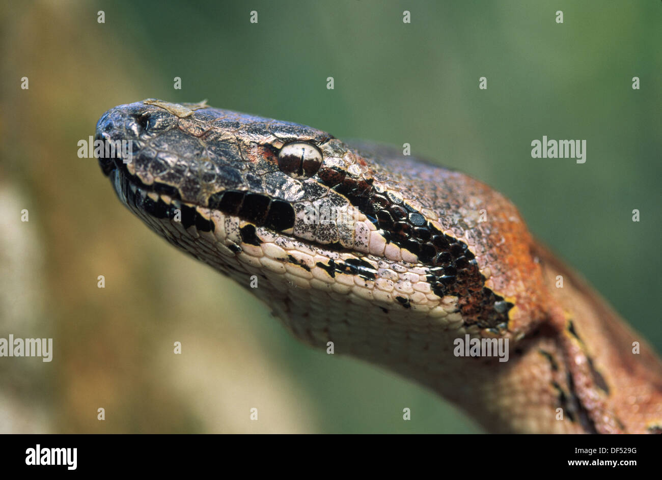 Madagascar Ground Boa (Acrantophis madagascariensis). Madagascar Stock
