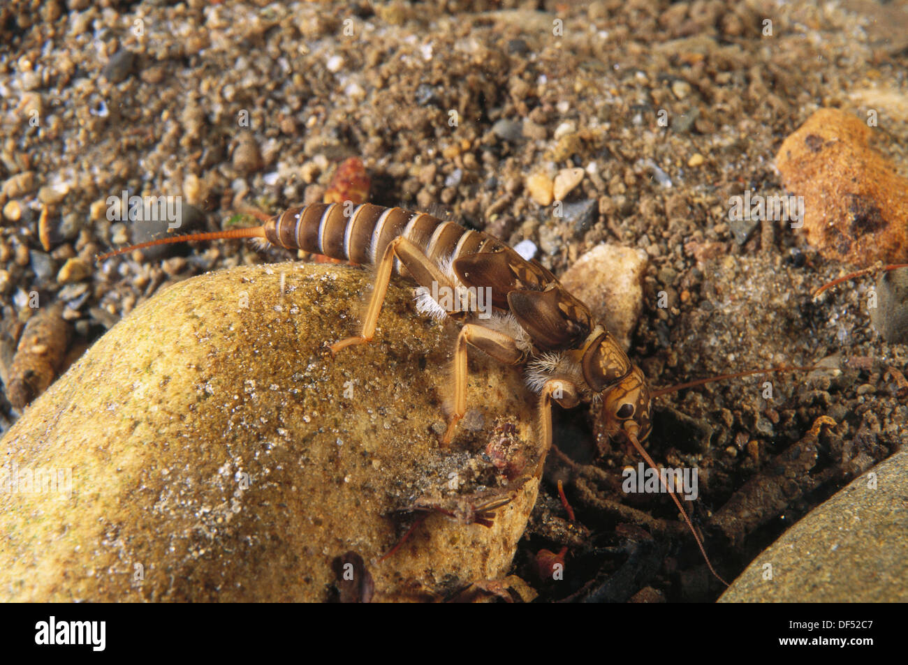 Perla Insect Perla Marginata High Resolution Stock Photography and Images - Alamy