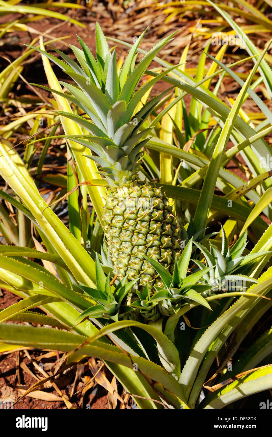 Pineapple Field Dole Plantation Wahiawa Honolulu Hawaii Oahu Pacific Ocean Stock Photo Alamy
