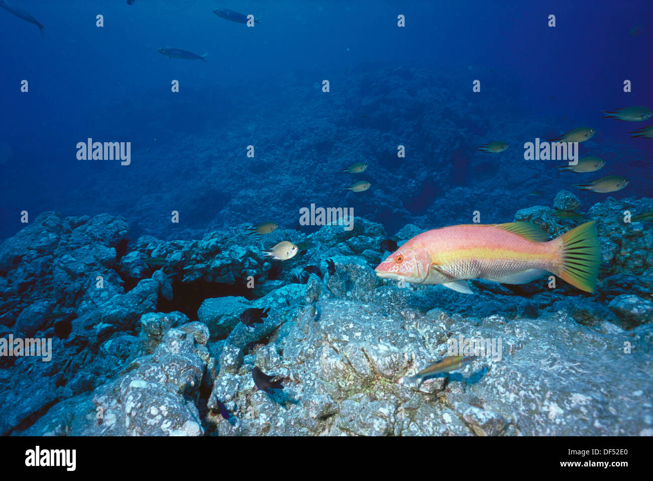 Savage Islands (aka Selvagens Islands), near Madeira. Barred hogfish