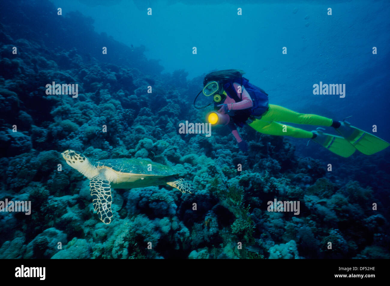 Diving, Red Sea Stock Photo Alamy
