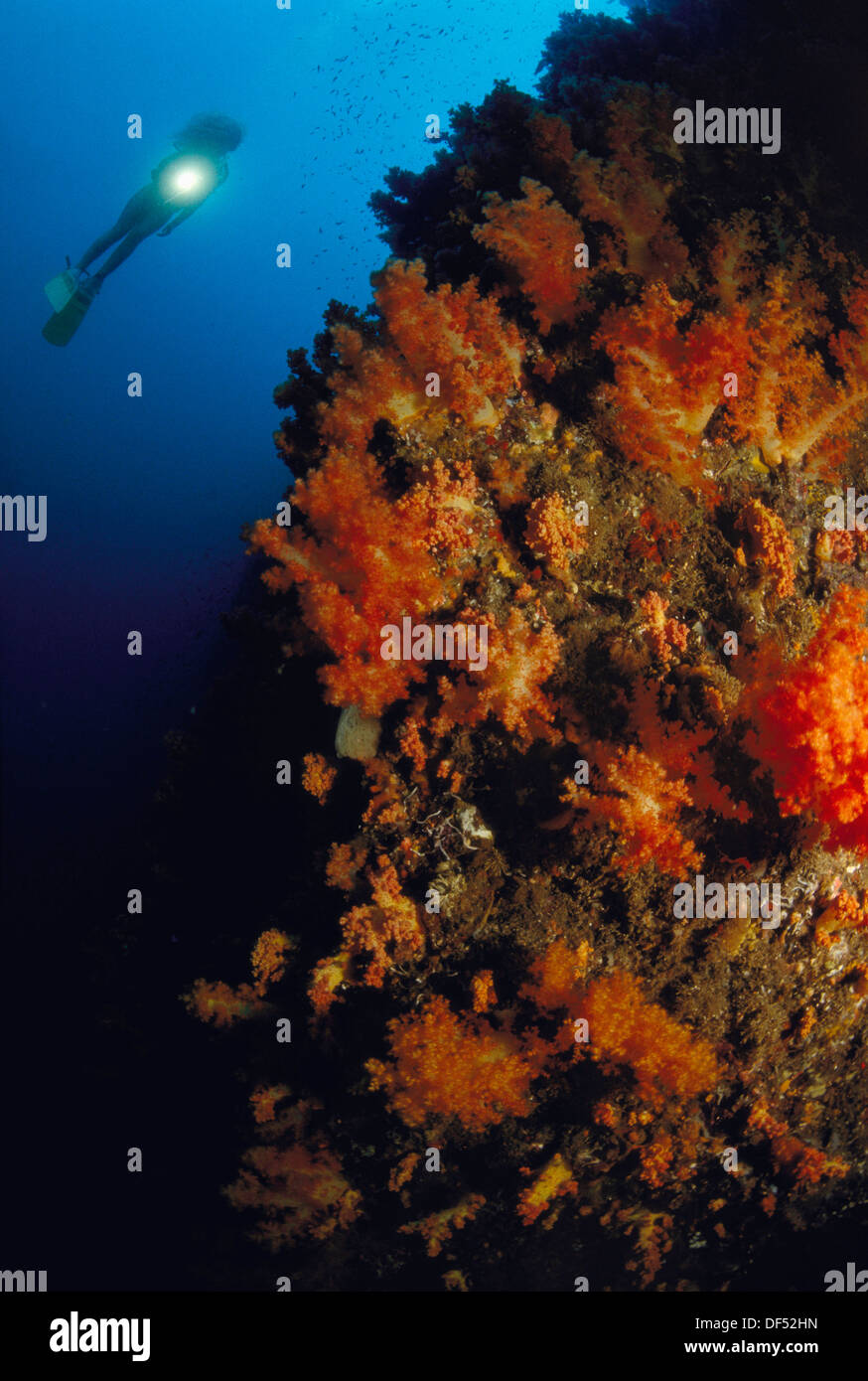 Diving in Jejudo. South Korea Stock Photo Alamy