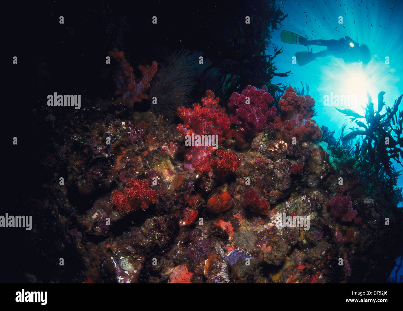 Diving in Jejudo. South Korea Stock Photo Alamy