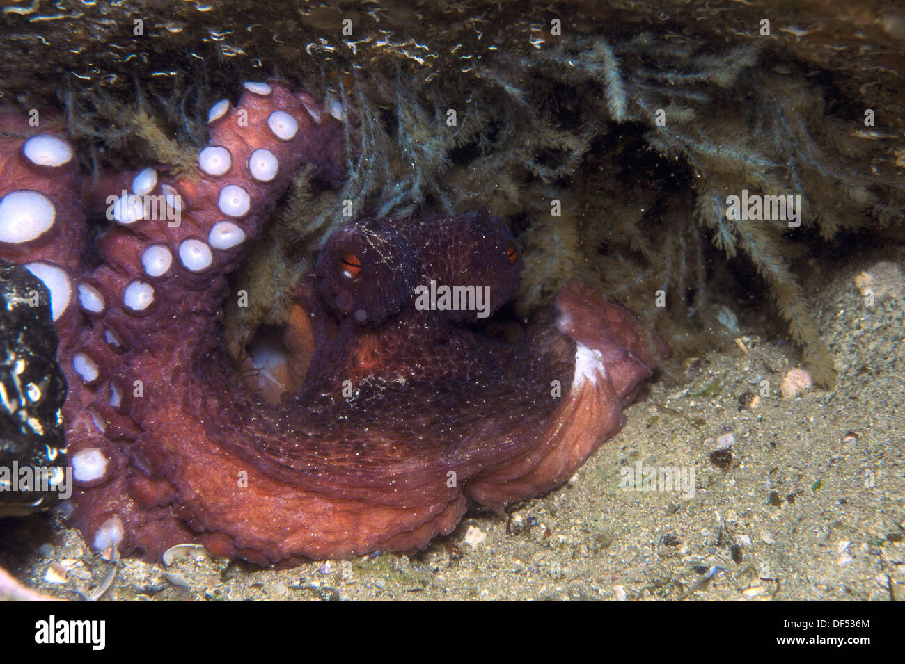 Octopus (Octopus vulgaris) laying eggs. Ria of Vigo, Pontevedra