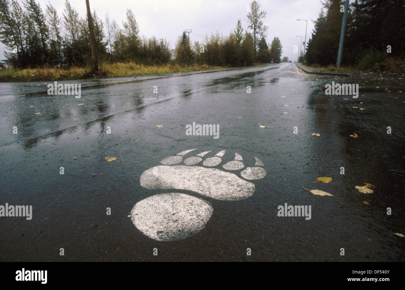 Kenai Peninsula Bear High Resolution Stock Photography and Images - Alamy