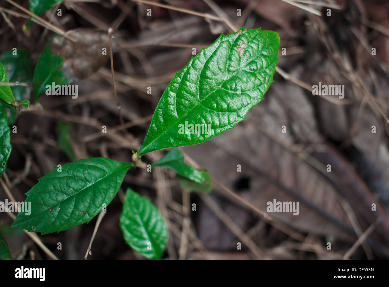 young loquat tree Stock Photo
