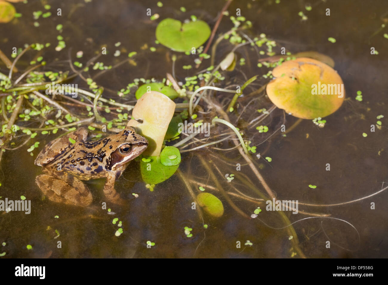 Common or Grass Frog (Rana temporaria), alongside aquatic floating Frogbit (Hydrocharis morsus-ranae). Stock Photo