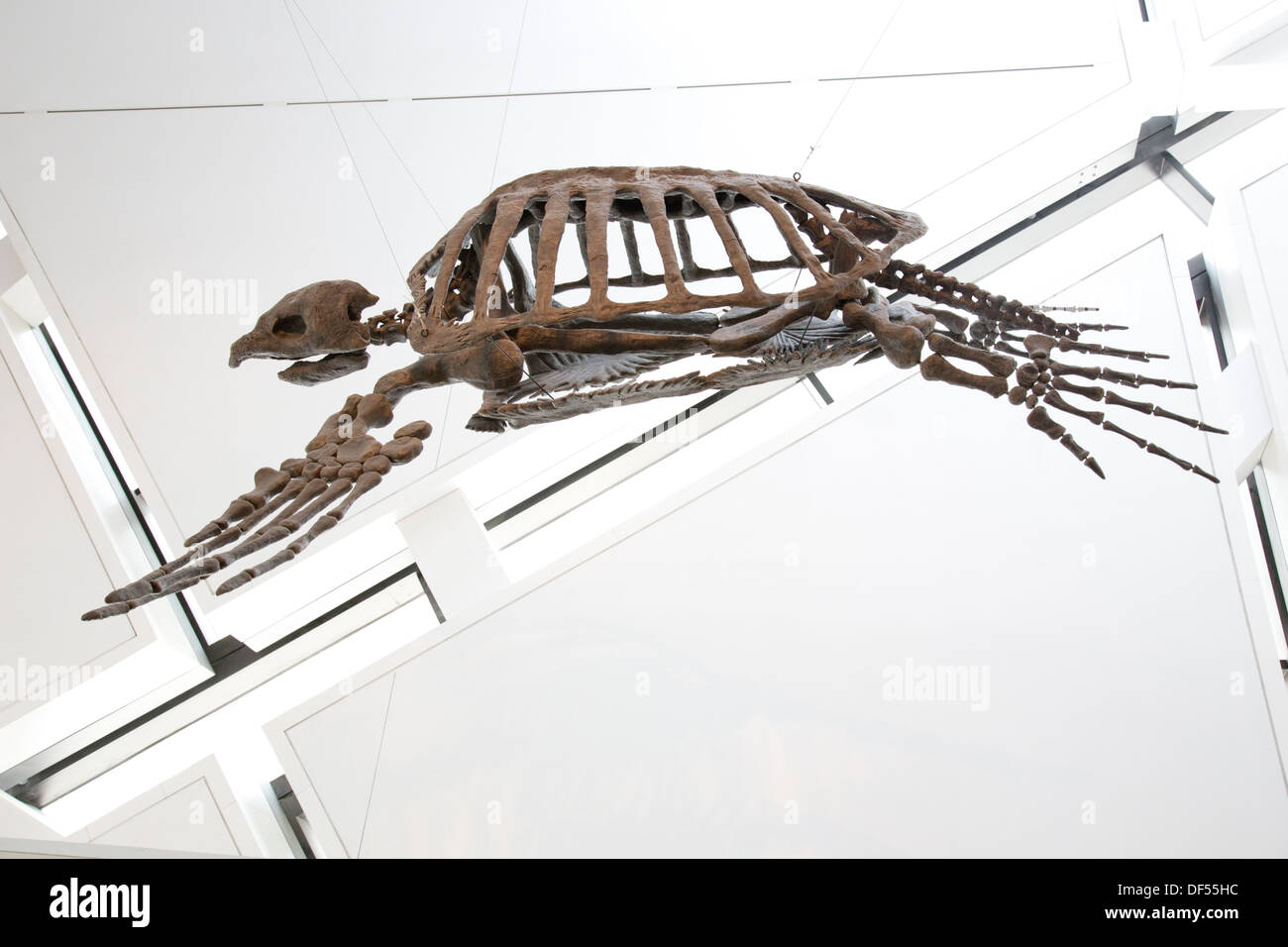 Skeleton of giant prehistoric sea turtle in the Royal Ontario Museum in Toronto, Canada. Stock Photo