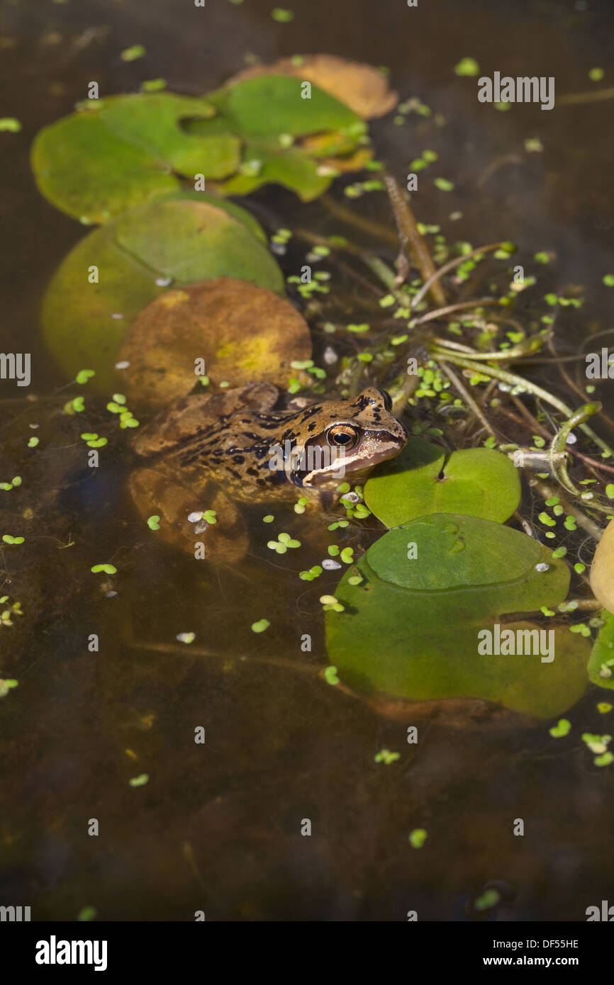 European Common or Grass Frog (Rana temporaria), alongside aquatic floating leaves of Frogbit (Hydrocharis morsus-ranae). Stock Photo