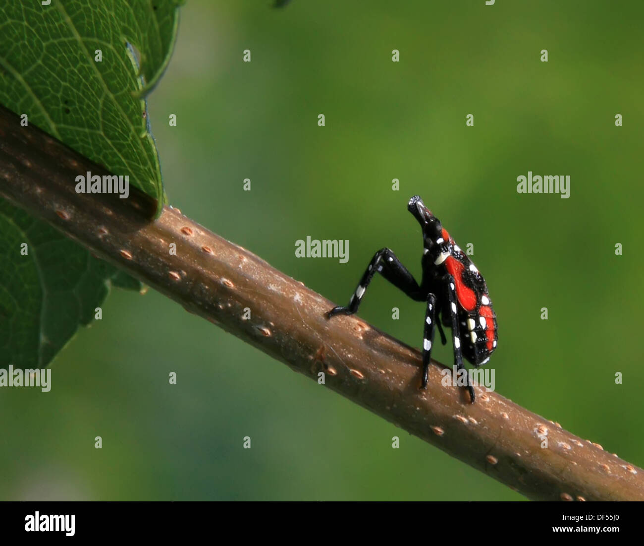 Beneficial insects hi-res stock photography and images - Alamy