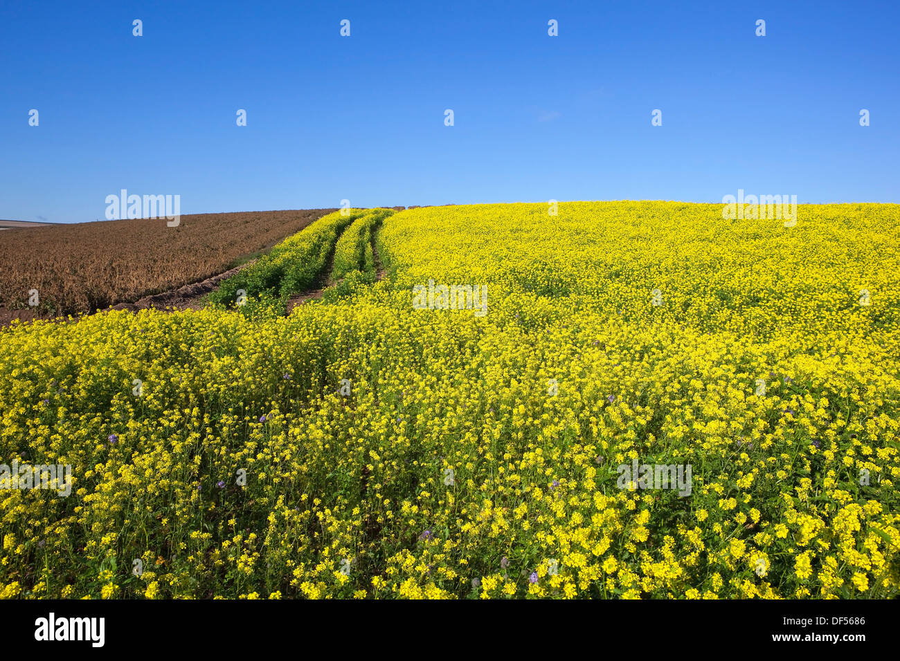 Landscape mustard crops flowers hi-res stock photography and images - Alamy, image size:1300x956