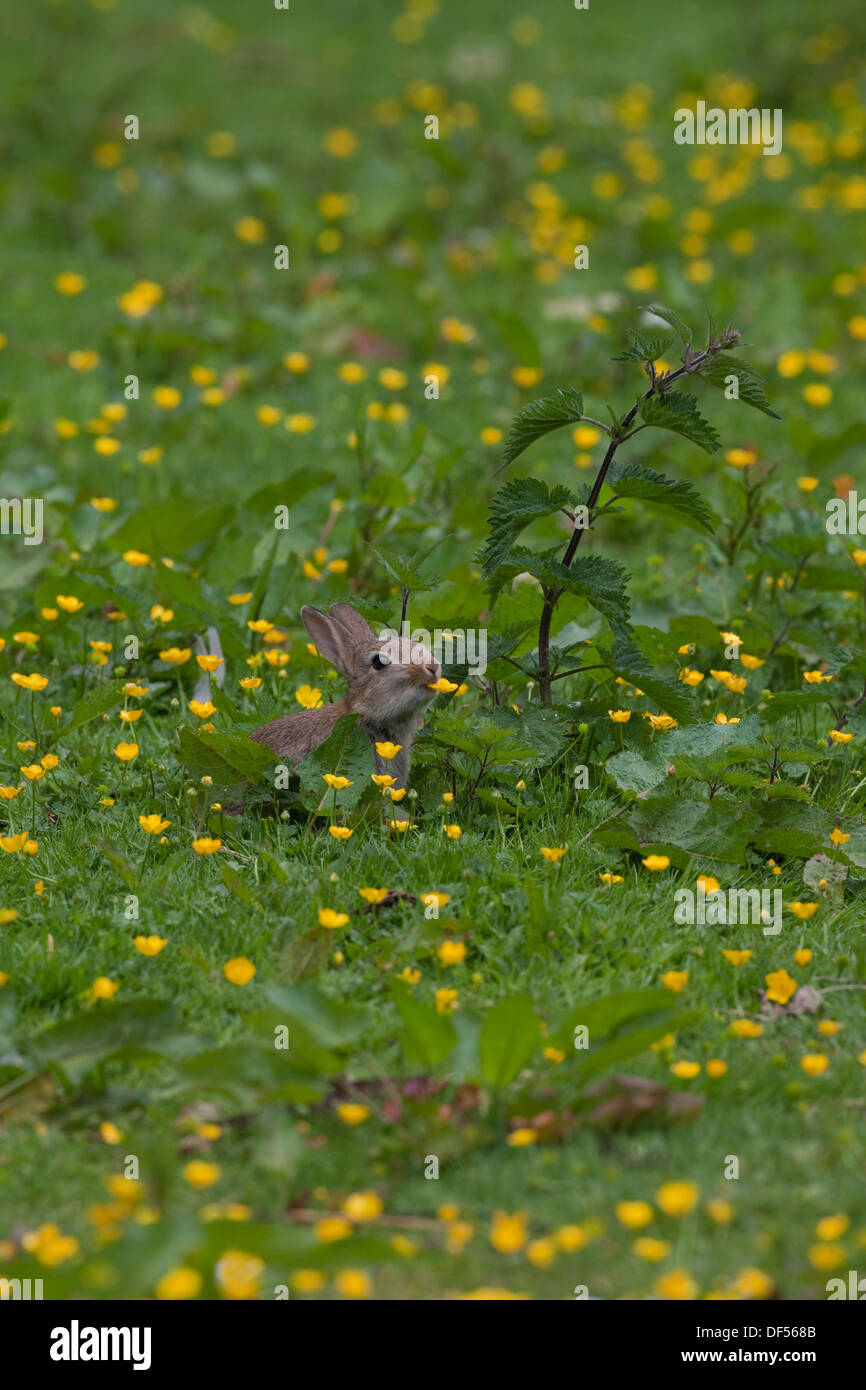 Rabbit (Oryctolagus cuniculus). Eating flowers of Creeping Buttercups (Ranuculus repens Stock