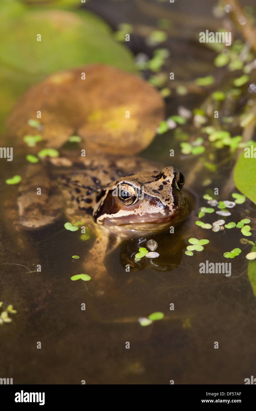 European Common or Brown Frog (Rana temporaria). Emerging from beneath water surface covered with Duckweed (Lemna sp. ) . Stock Photo
