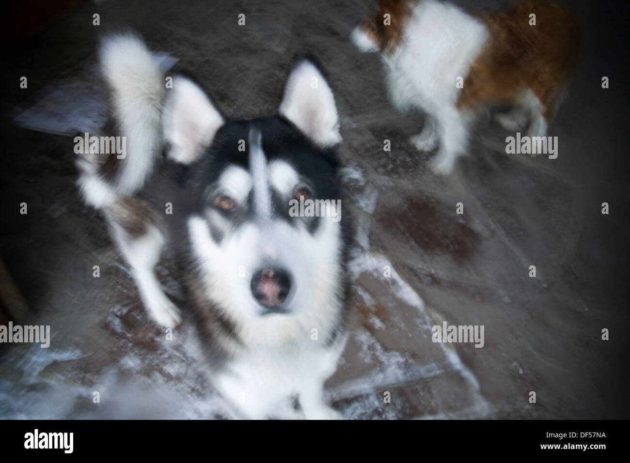 Dogs in Navarre Stock Photo Alamy