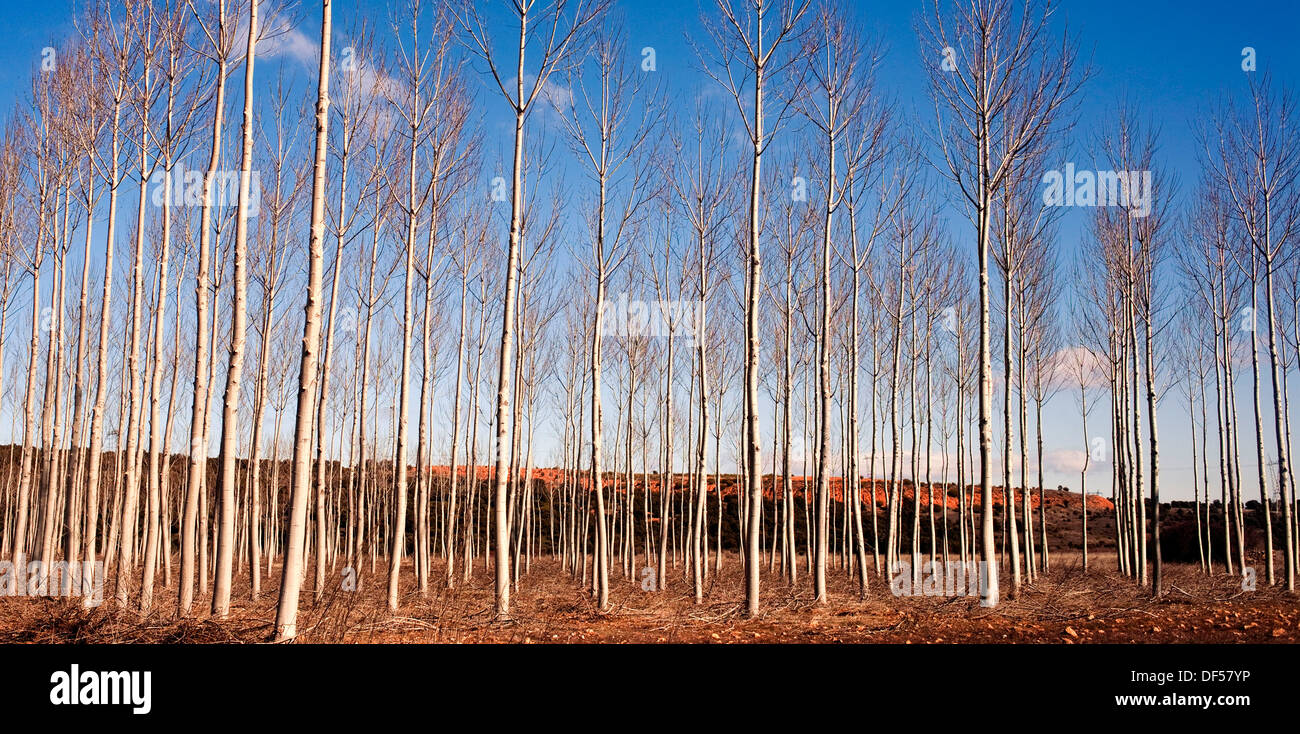 Trees in Castilla and León, Spain Stock Photo Alamy