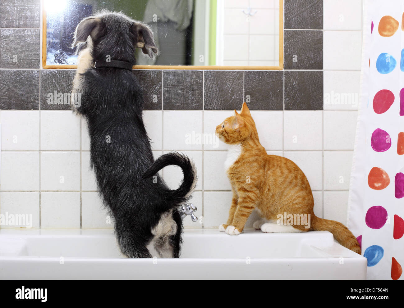 Animals pets at home dog puppy mutt and little red cat kitten playing together in bathroom sink looking at mirror Stock Photo Alamy