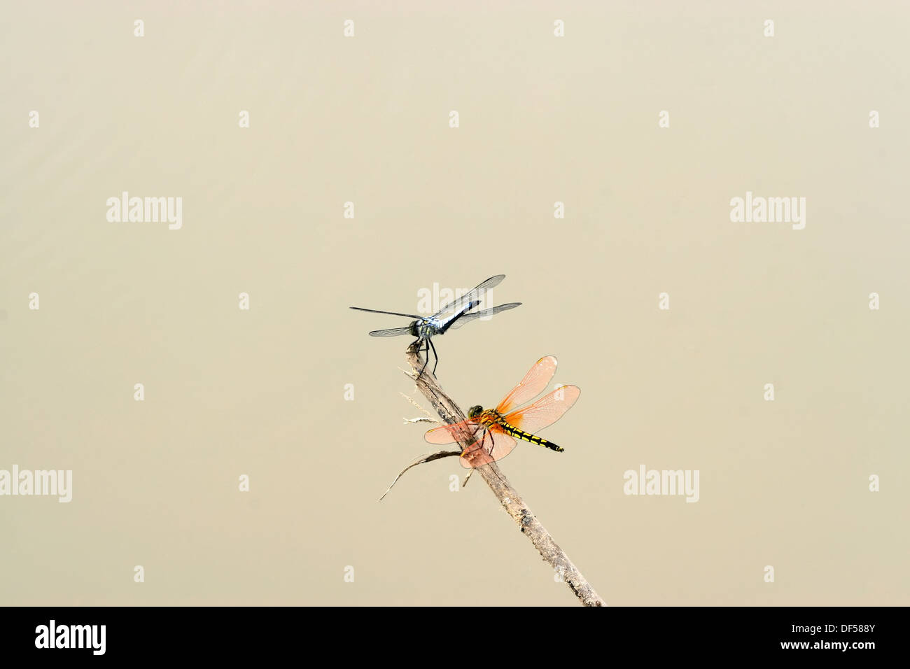 two dragonflies in the branches to rest Stock Photo - Alamy