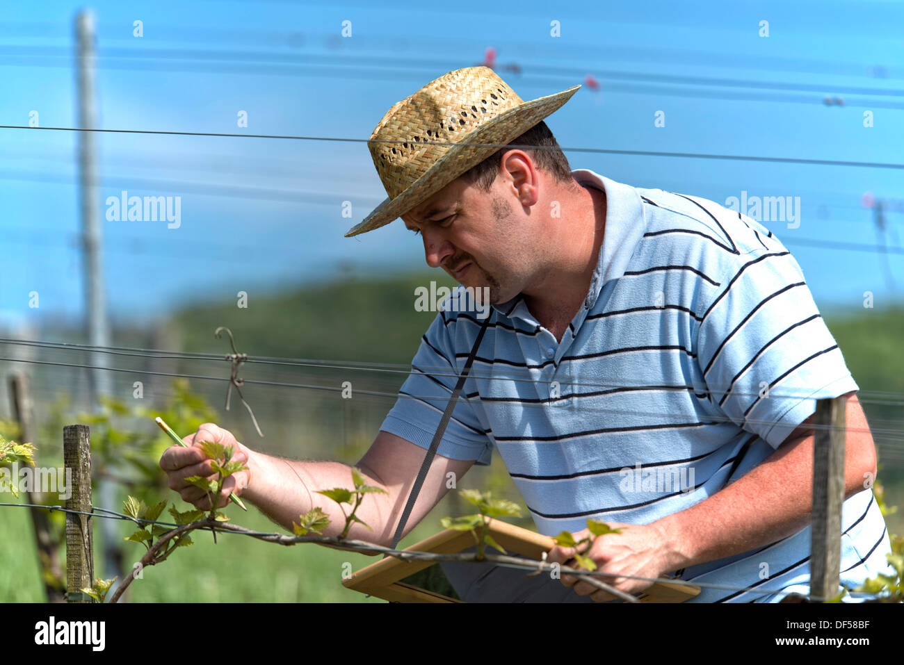Farmer is checking the health of the grape vine and searching for illnesses in the vineyard Stock Photo