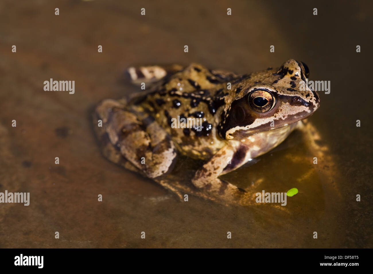 Common or Grass Frog (Rana temporaria), at the edge of a garden pond. Evening. August. Norfolk. England. Stock Photo