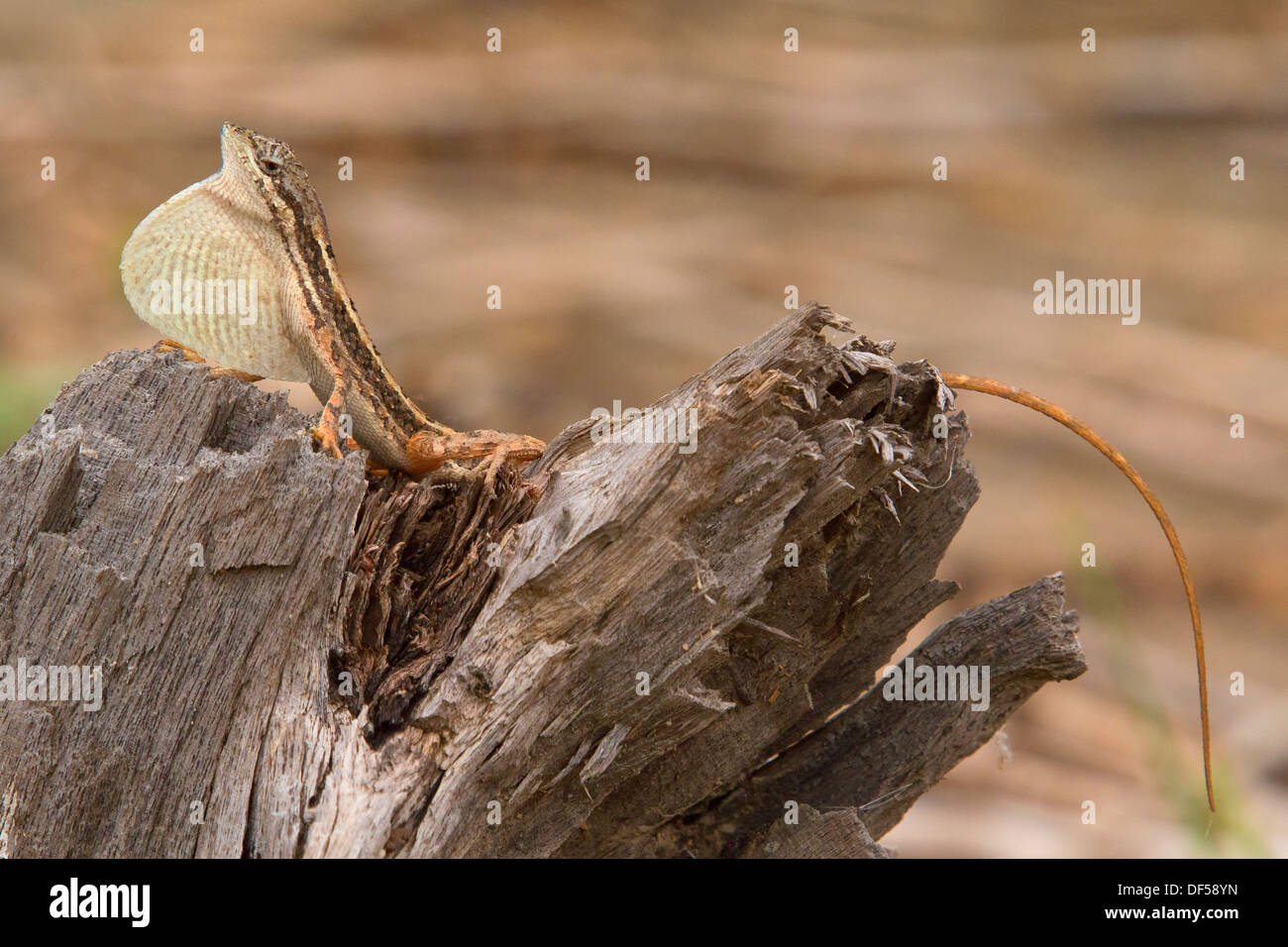 fan-throated lizard (Sitana ponticeriana) displaying Stock Photo